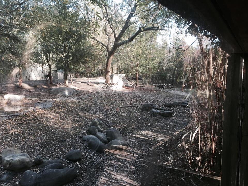 African Savanna- African Wild Dog