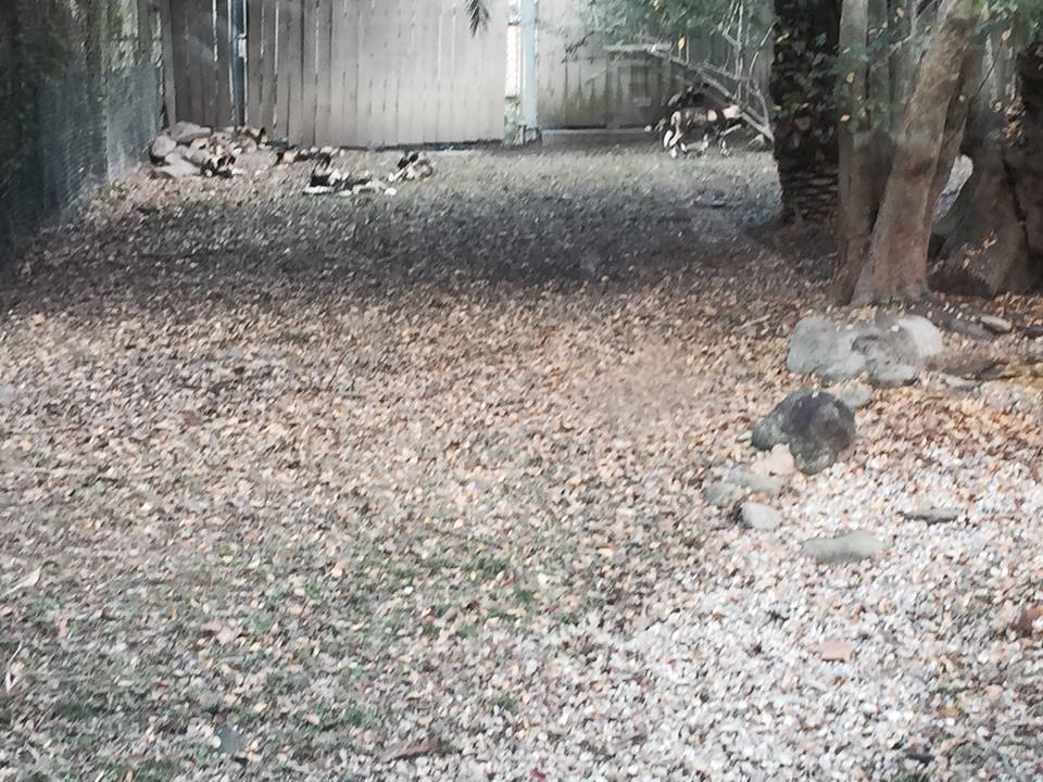 African Savanna- African Wild Dog