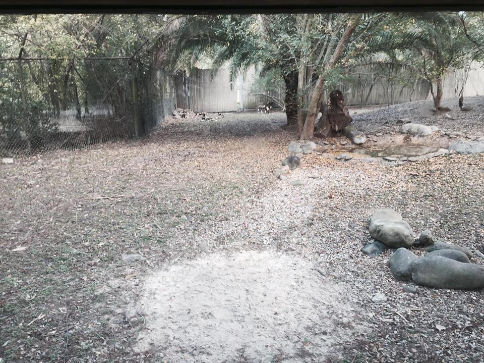 African Savanna- African Wild Dog