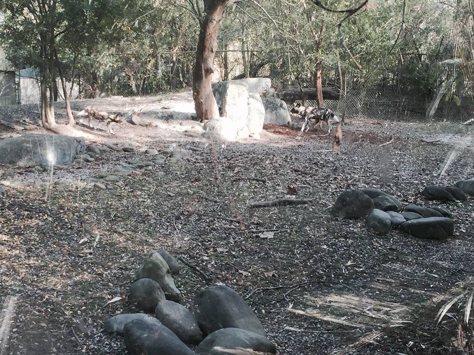 African Savanna- African Wild Dog