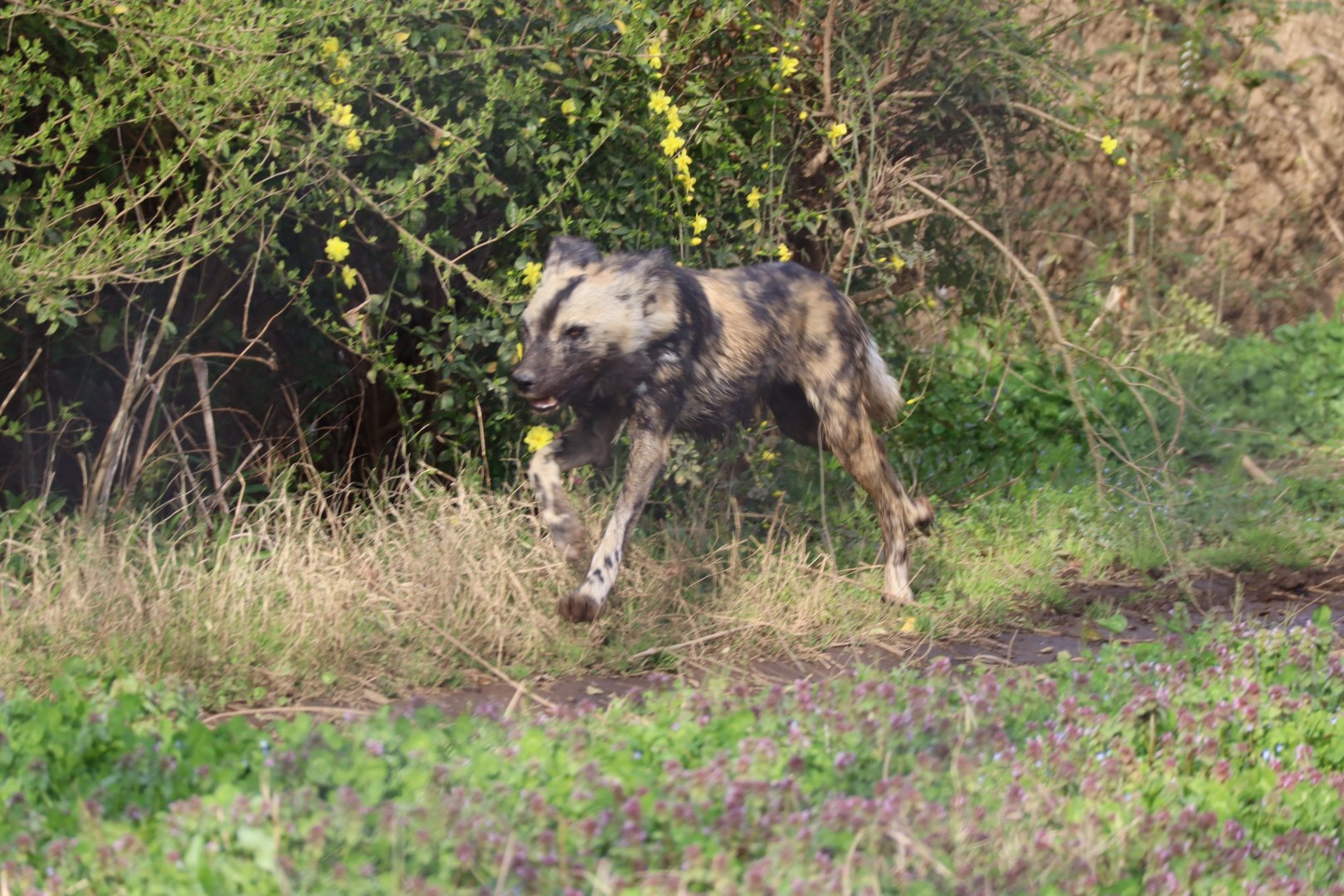 African Savanna - African Wild Dog