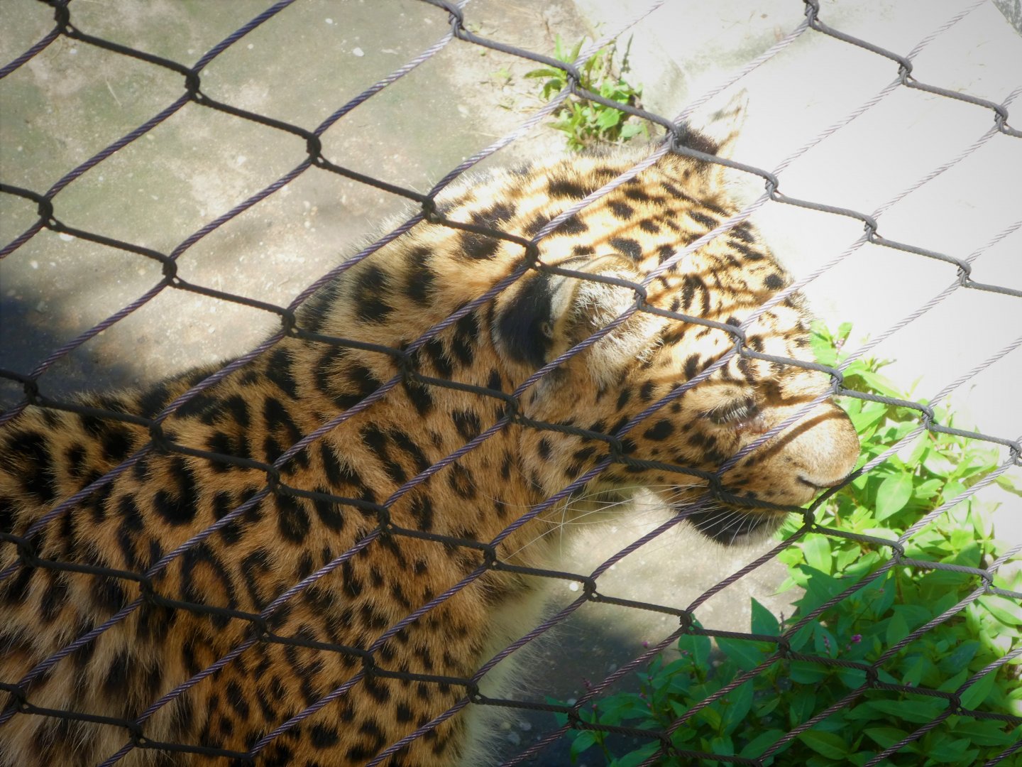 African Savanna - Amur Leopard - Judda