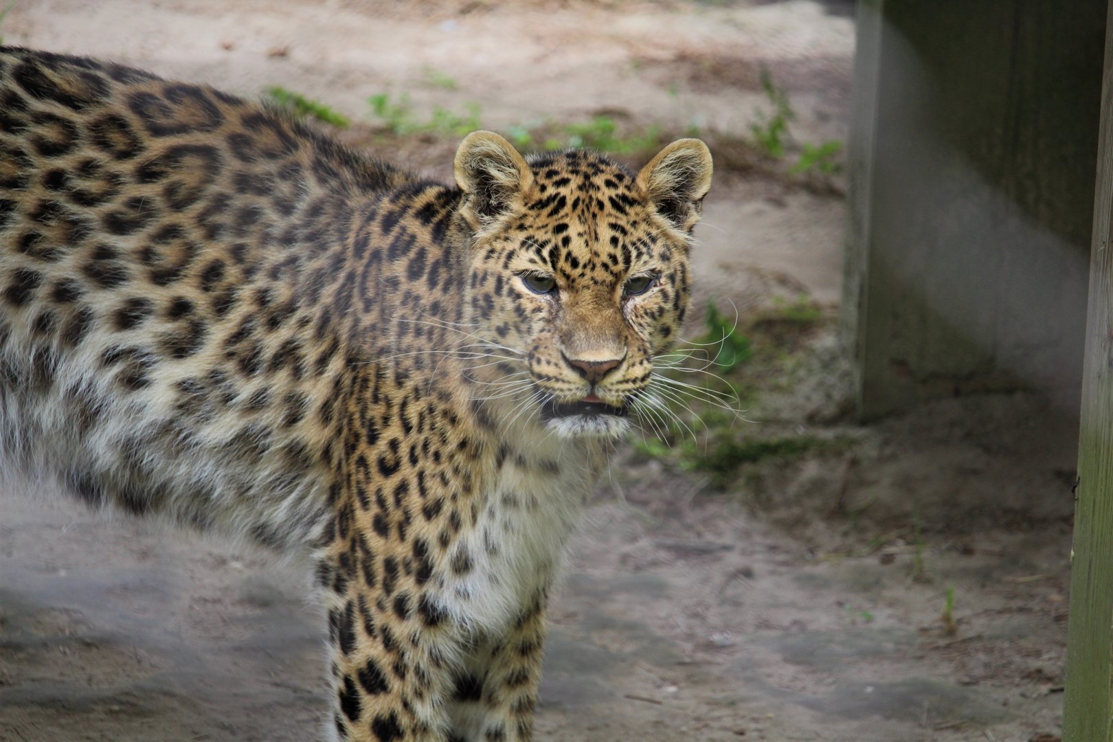African Savanna - Amur Leopard