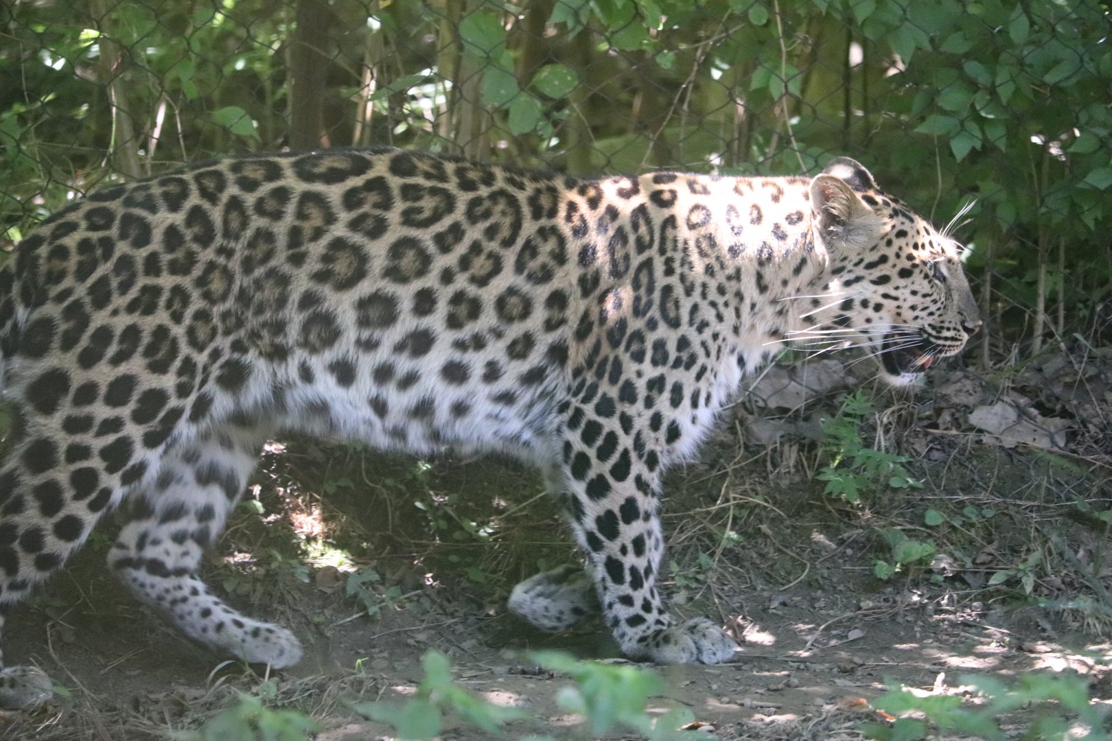 African Savanna - Amur Leopard