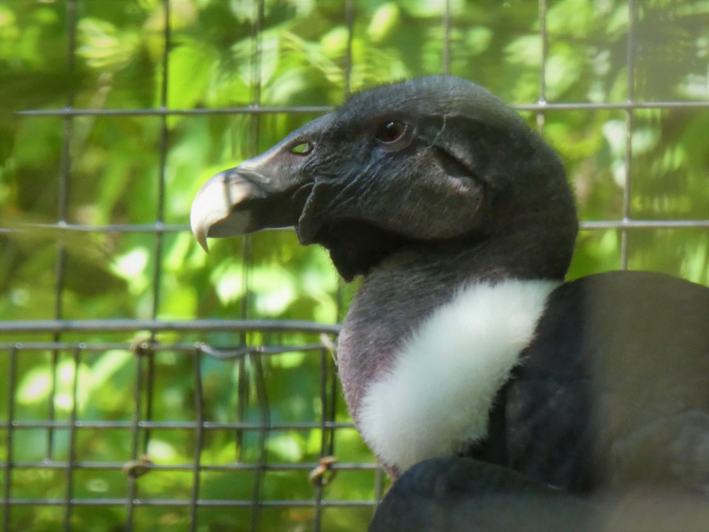 African Savanna - Andean Condor