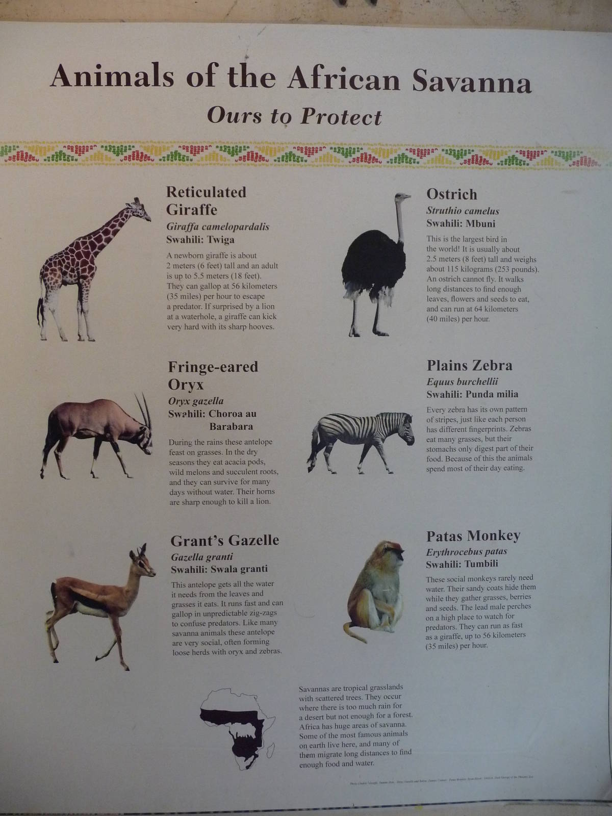 African Savanna - Animal List