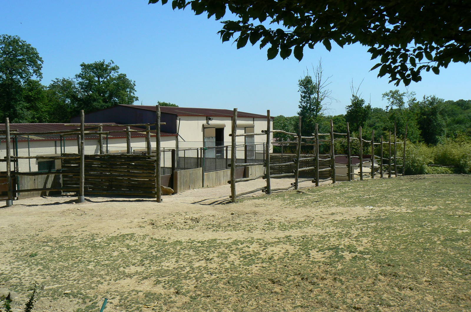 African savanna - Antelopes and giraffes house