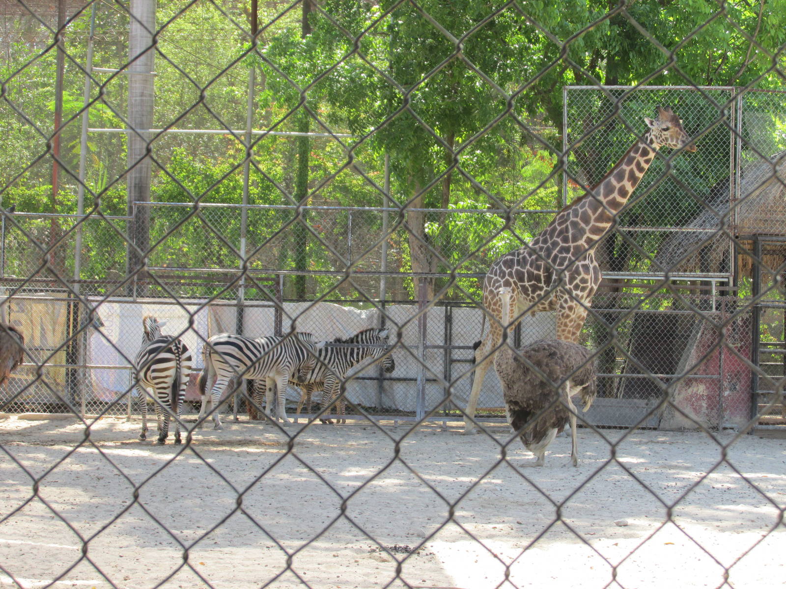 African Savanna area Centenario Zoo