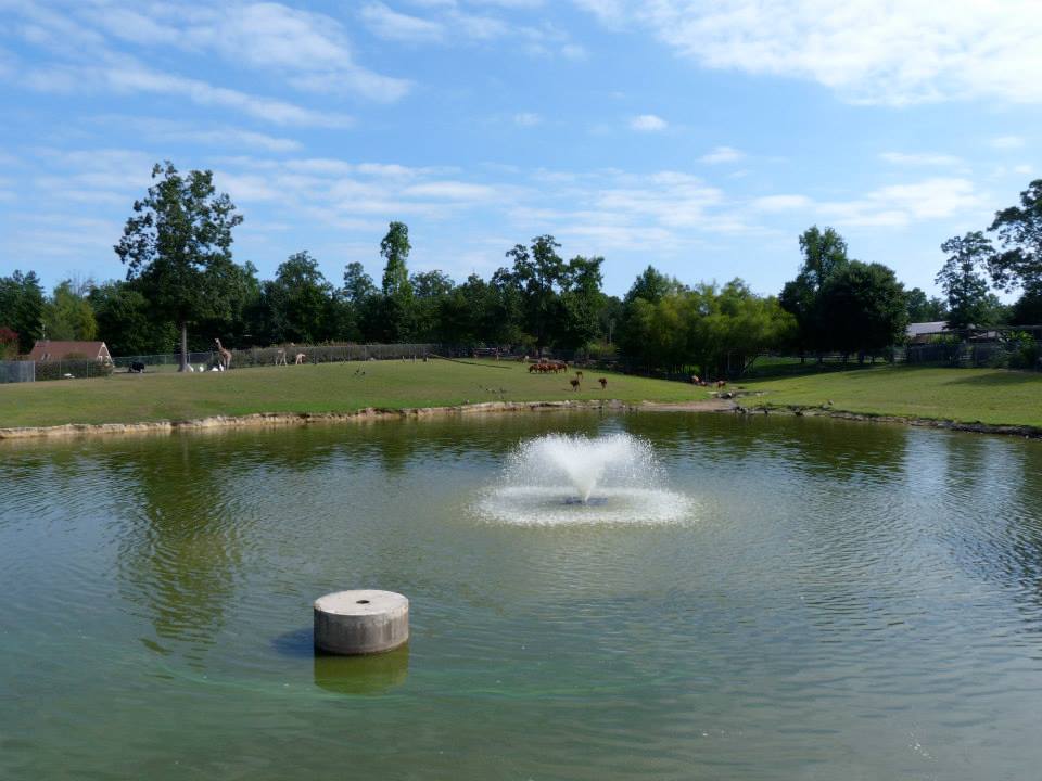 African Savanna - August 2014