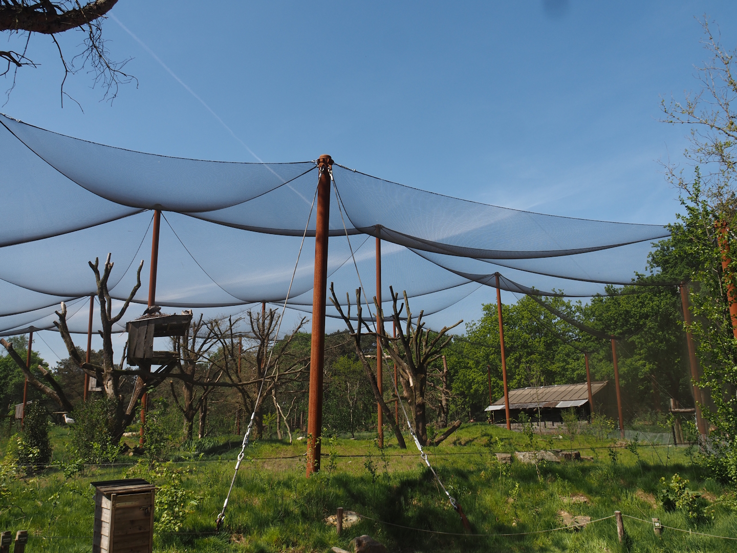 African savanna aviary, 2025-04-30