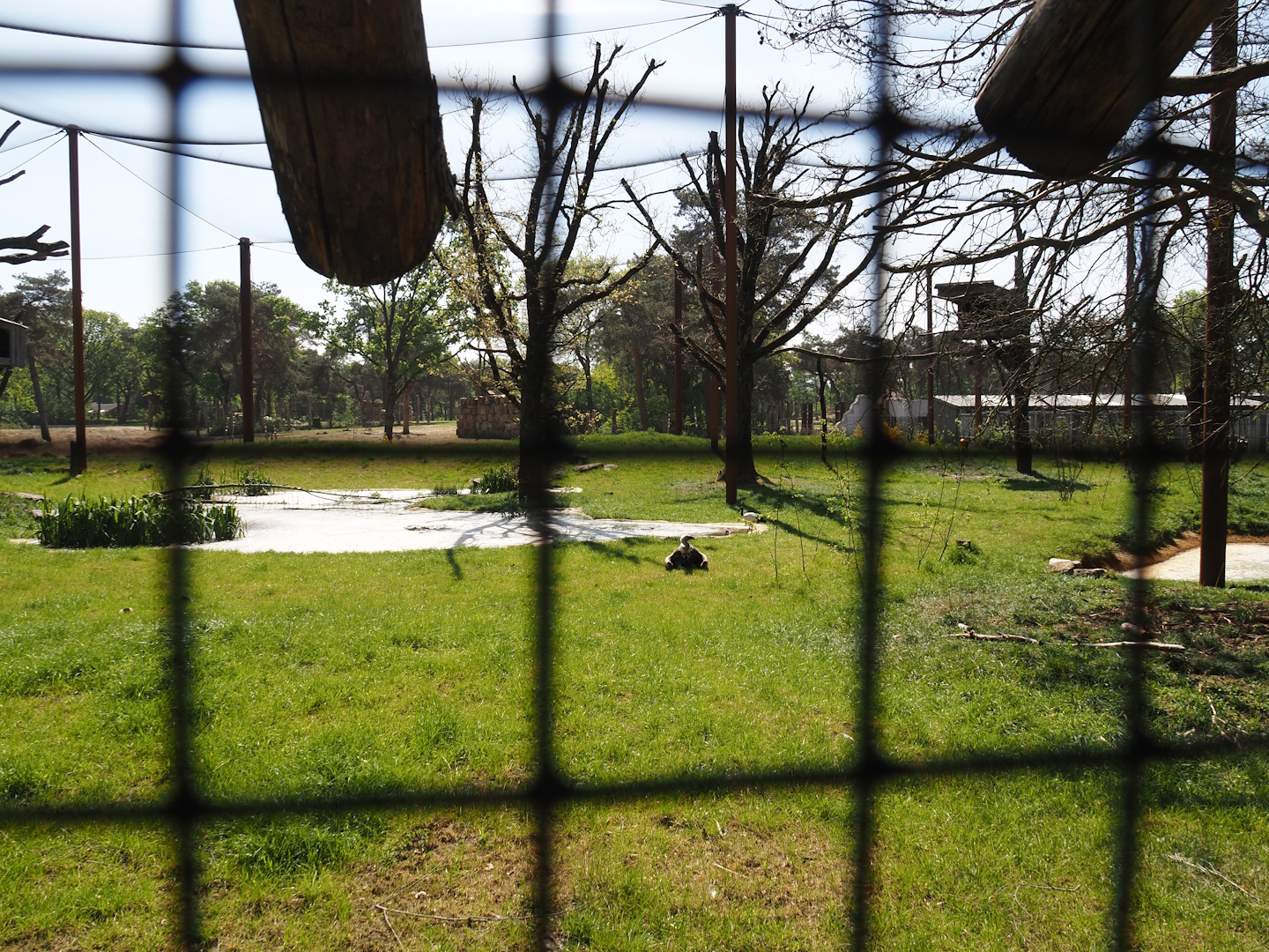 African savanna aviary, 2025-04-30