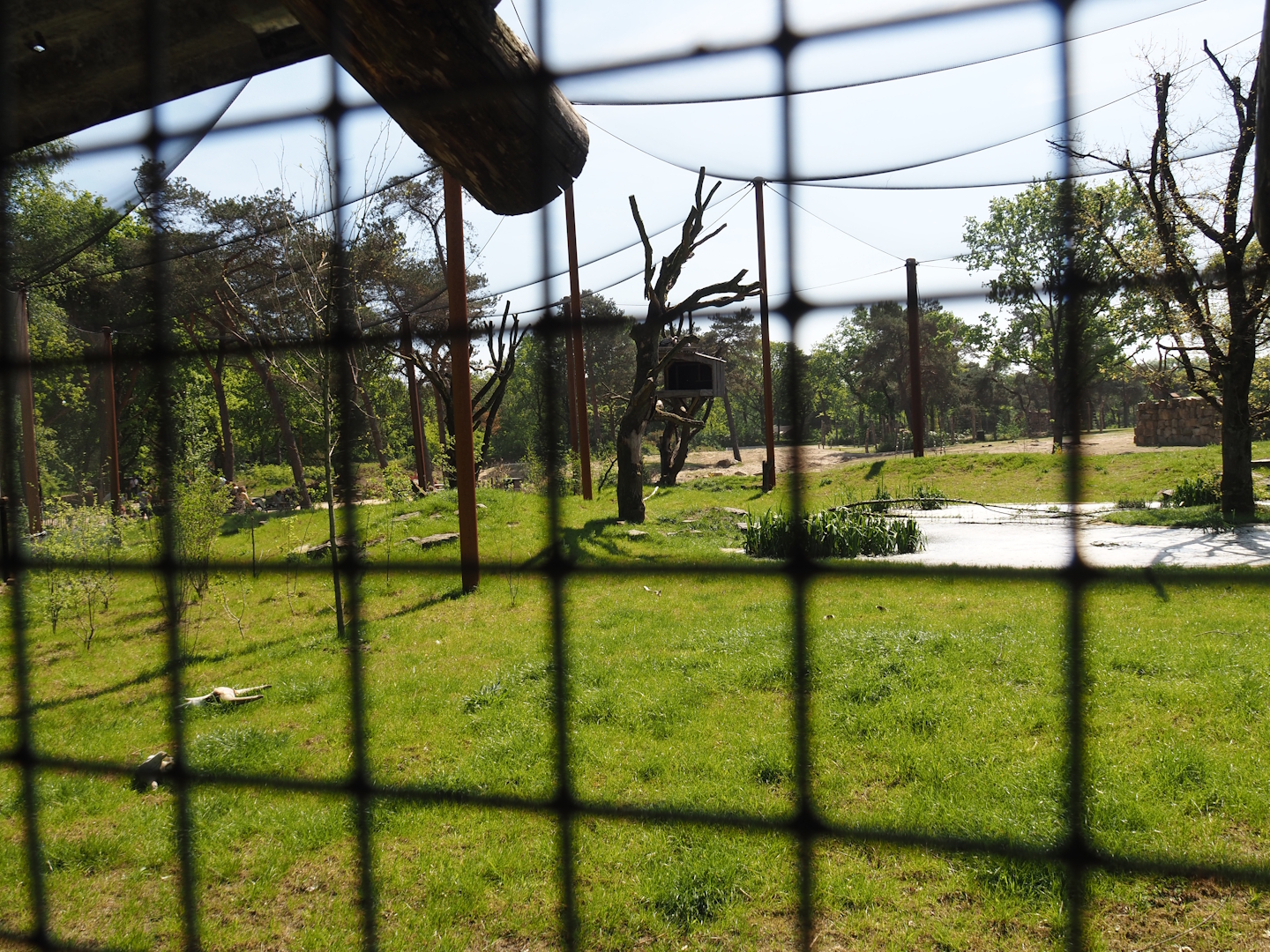 African savanna aviary, 2025-04-30