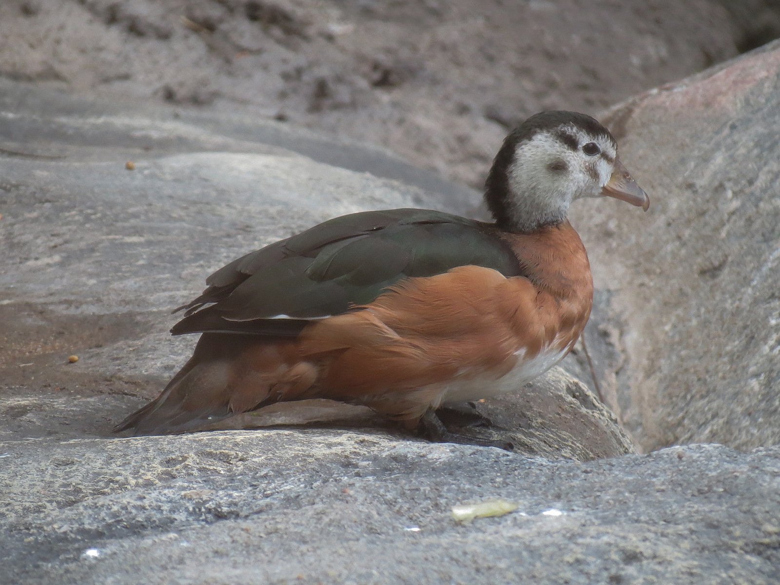 African Savanna - Aviary - African Pygmy Goose
