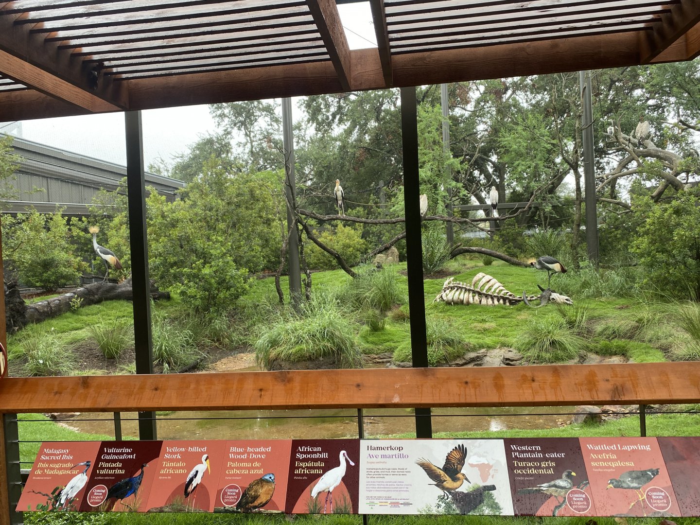 African Savanna Aviary Main Viewing