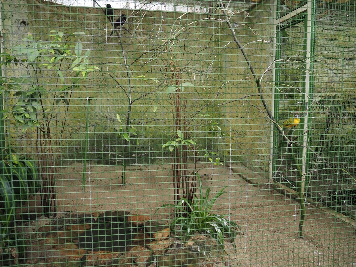 African savanna aviary - Piapiac, Grey-headed bushshrike and Crowned lapwing, 2024-05-22