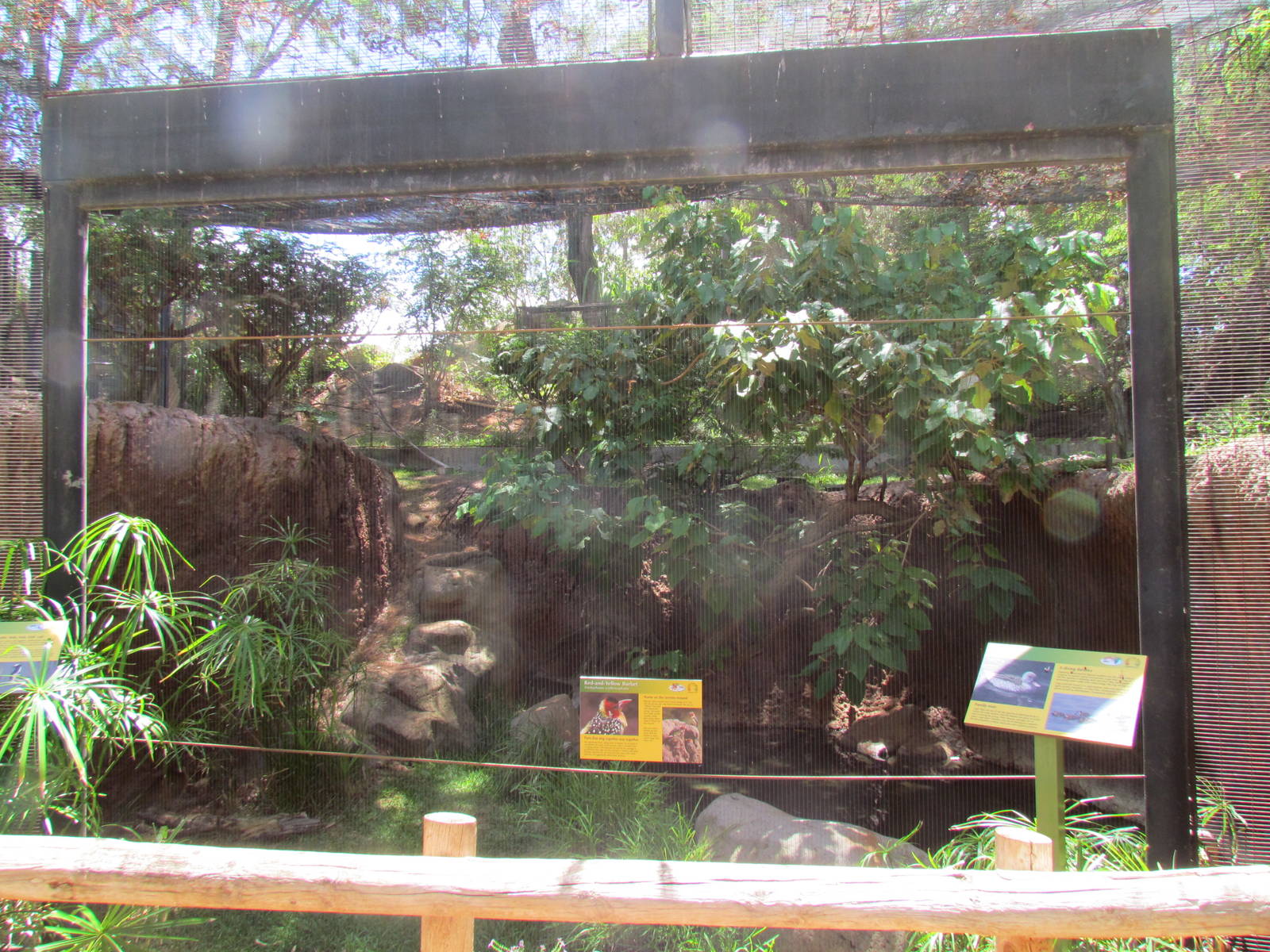 African Savanna - Aviary