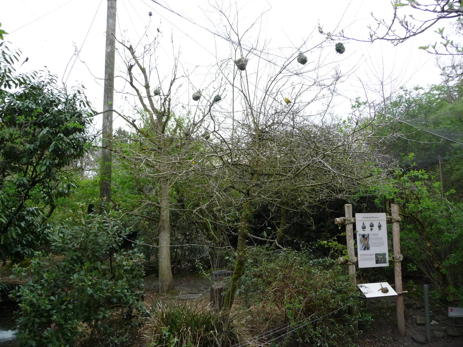 African Savanna - Aviary