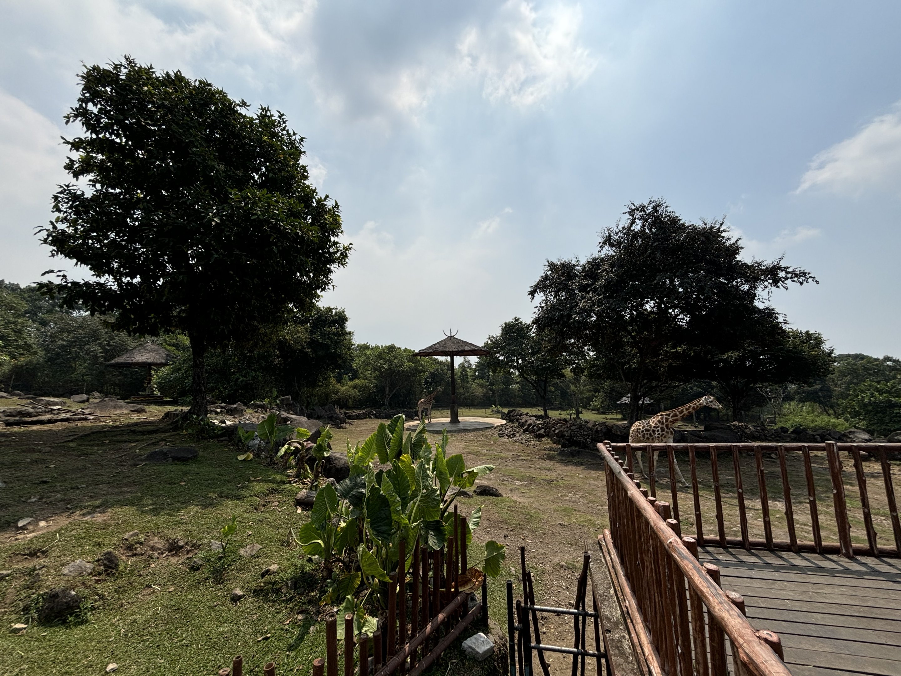 African Savanna - Baobab Safari Resort