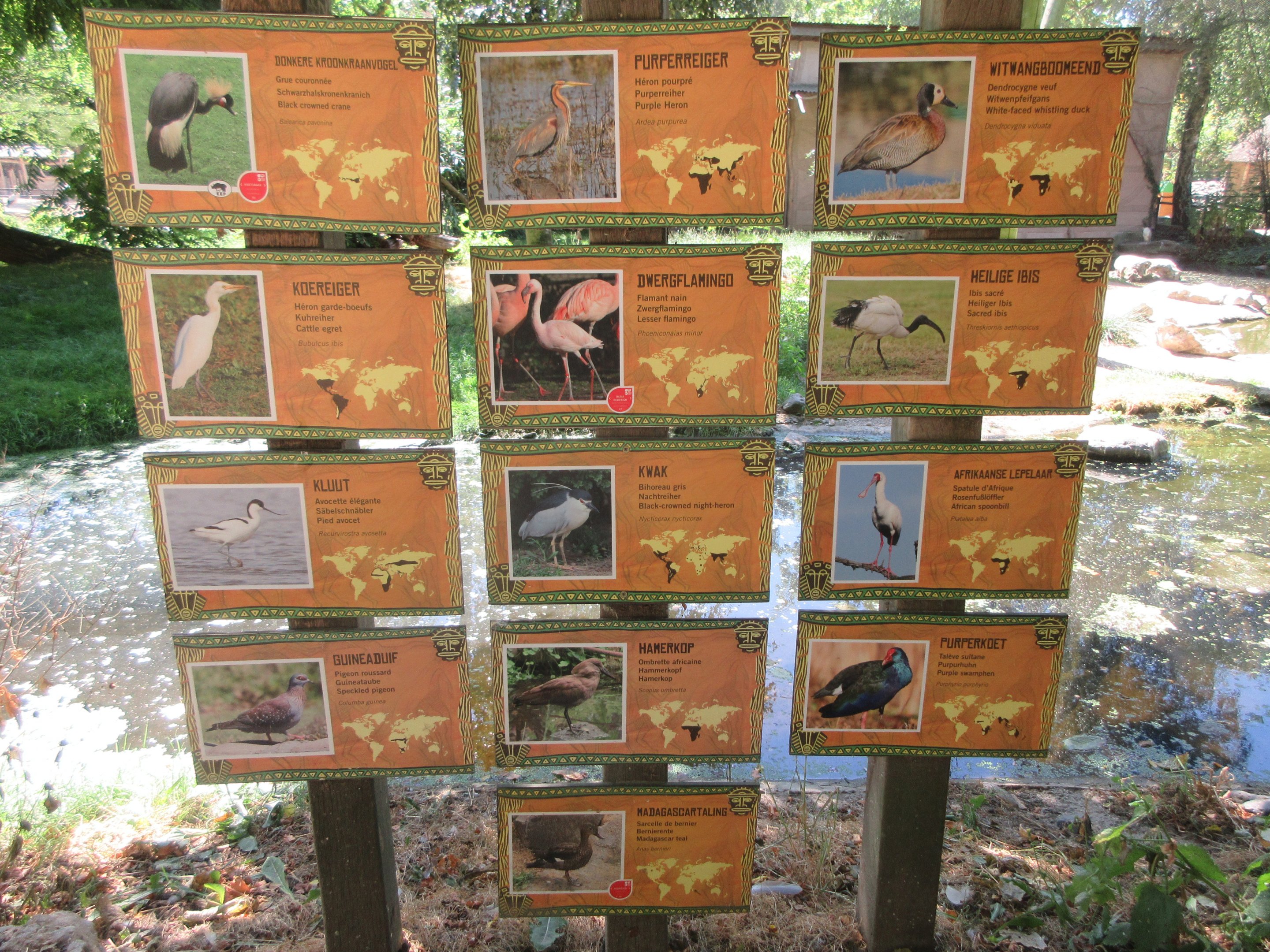 African Savanna - Bird Species List