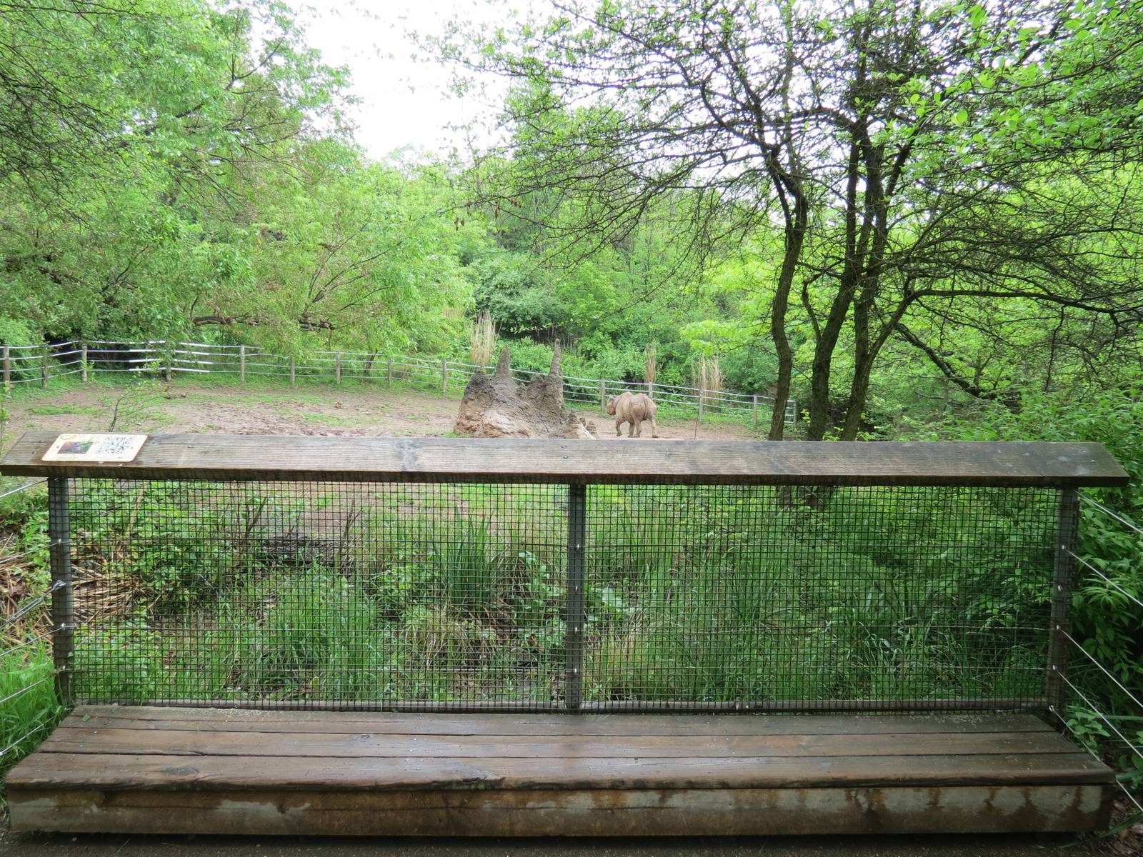 African Savanna - Black Rhinoceros Exhibit Viewing Area