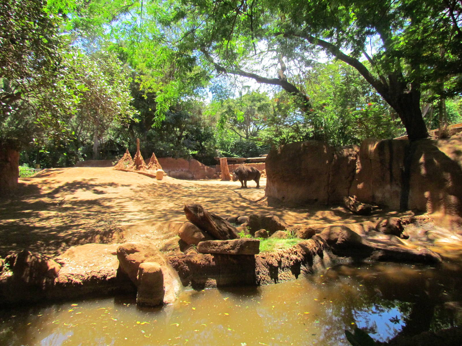 African Savanna - Black Rhinoceros Exhibit