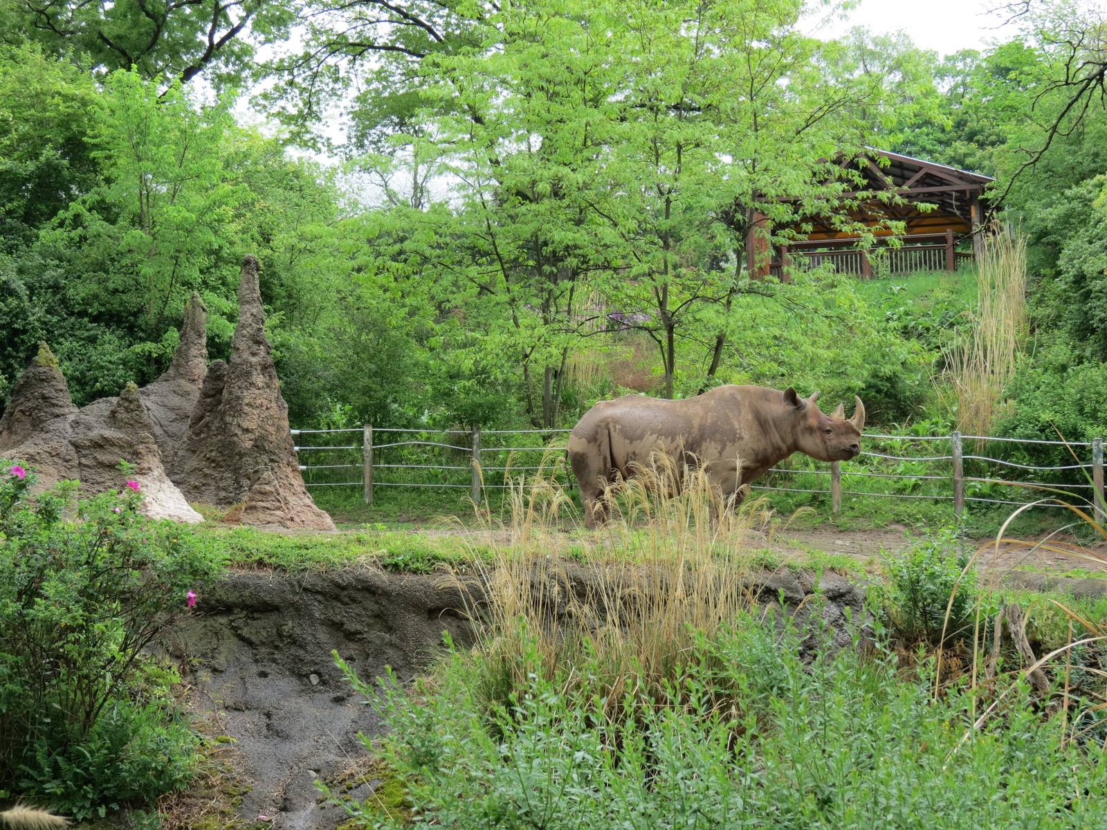 African Savanna - Black Rhinoceros Exhibit