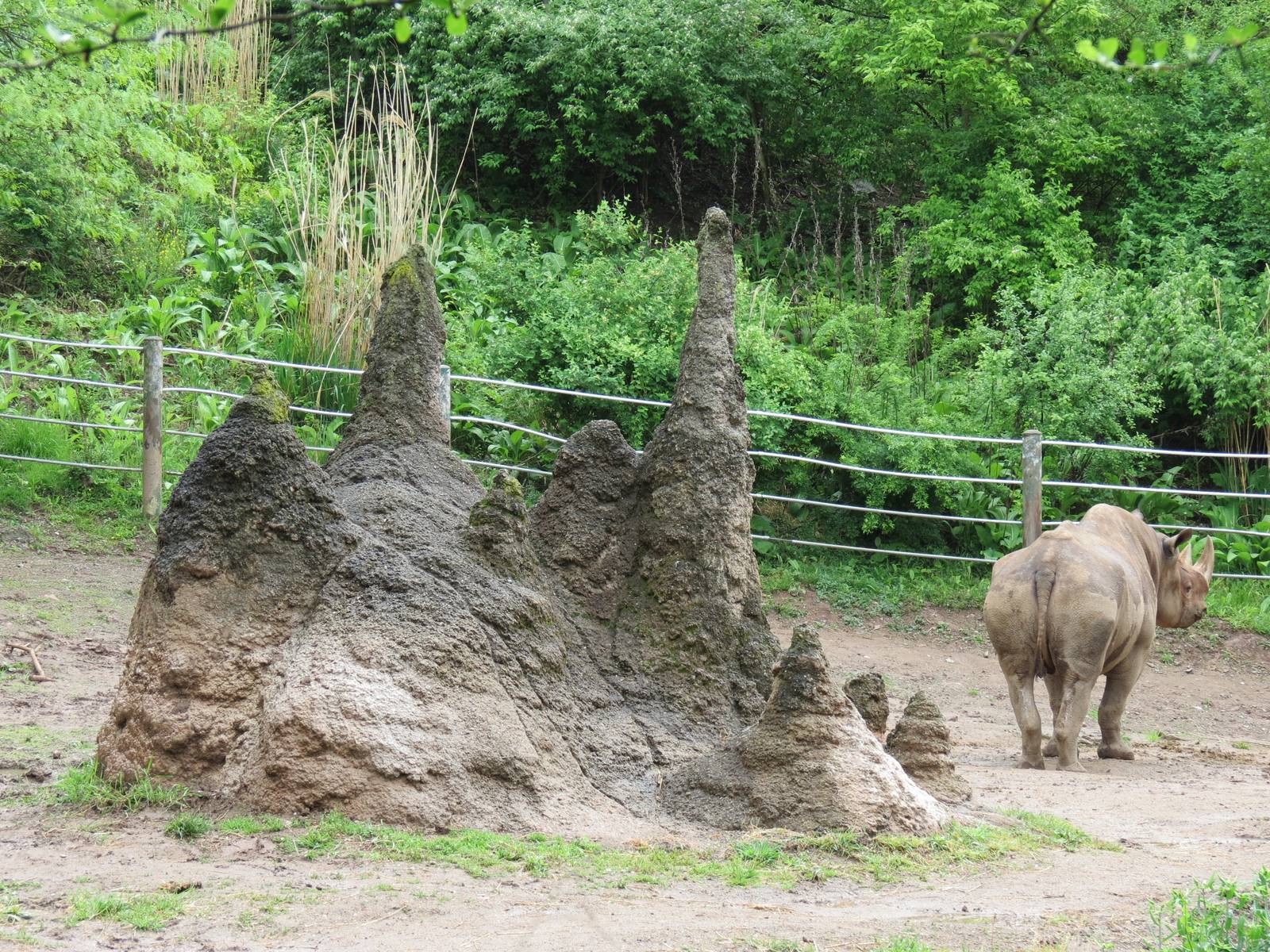 African Savanna - Black Rhinoceros Exhibit