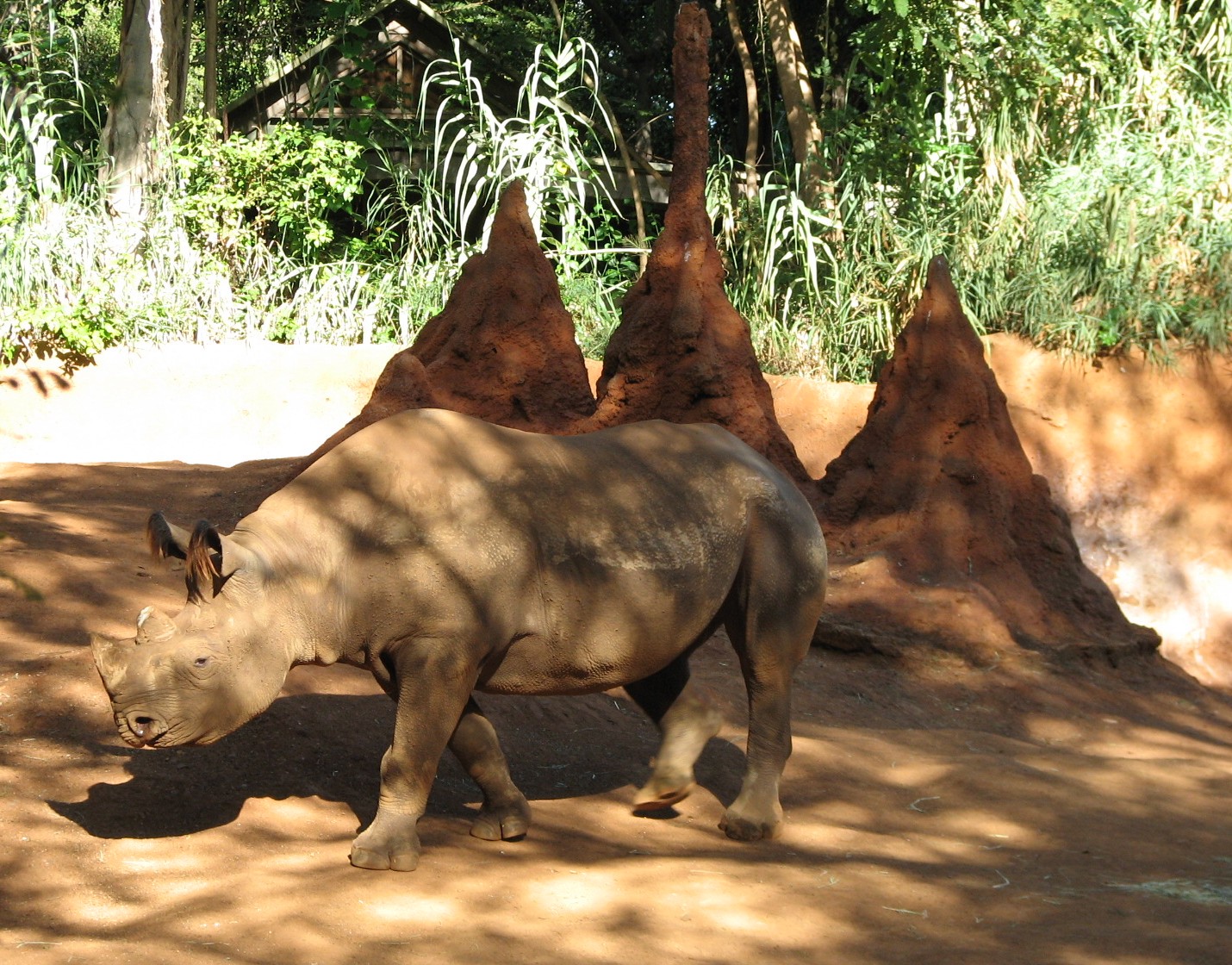 African Savanna Black Rhinoceros Exhibit