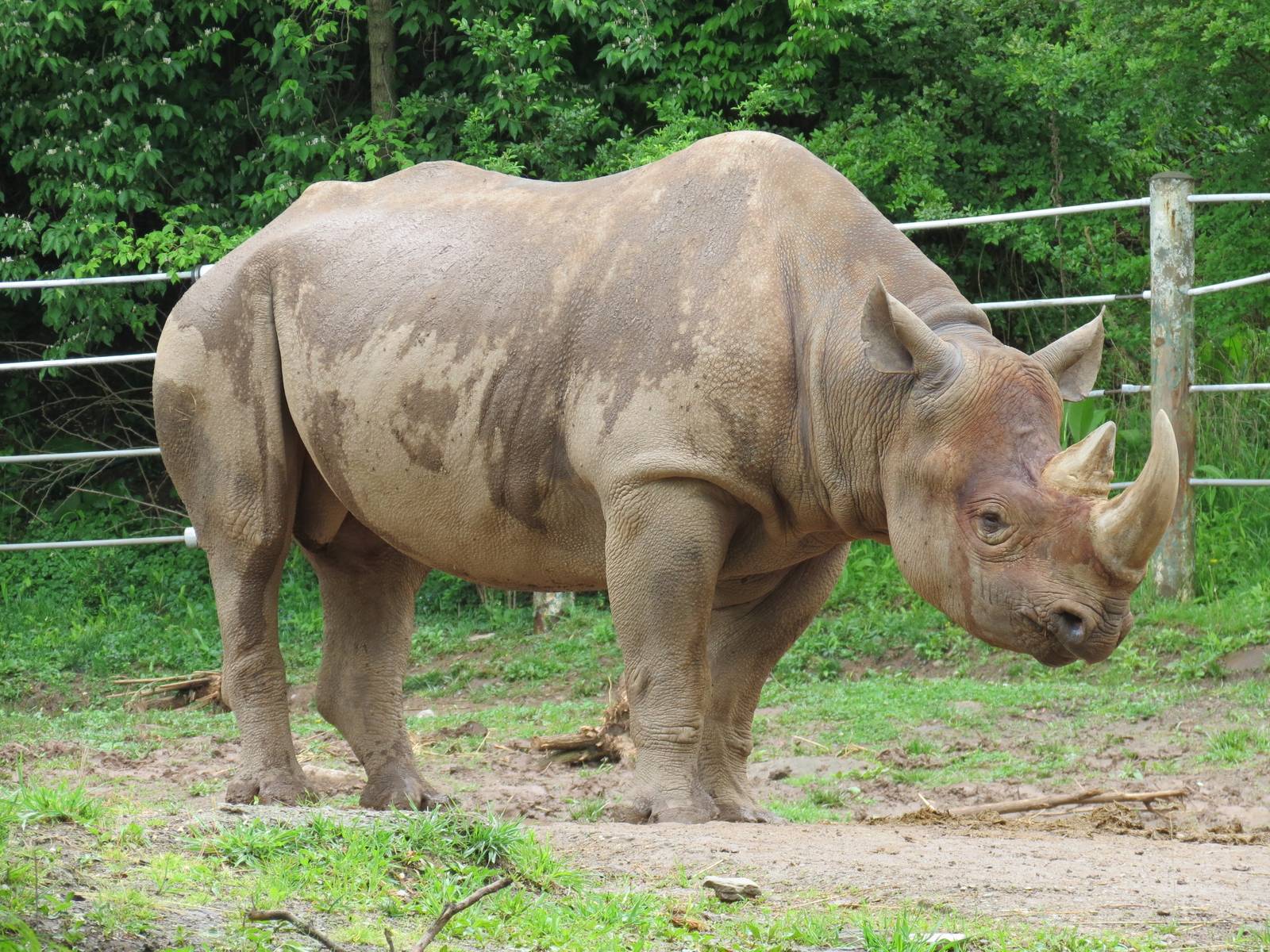 African Savanna - Black Rhinoceros