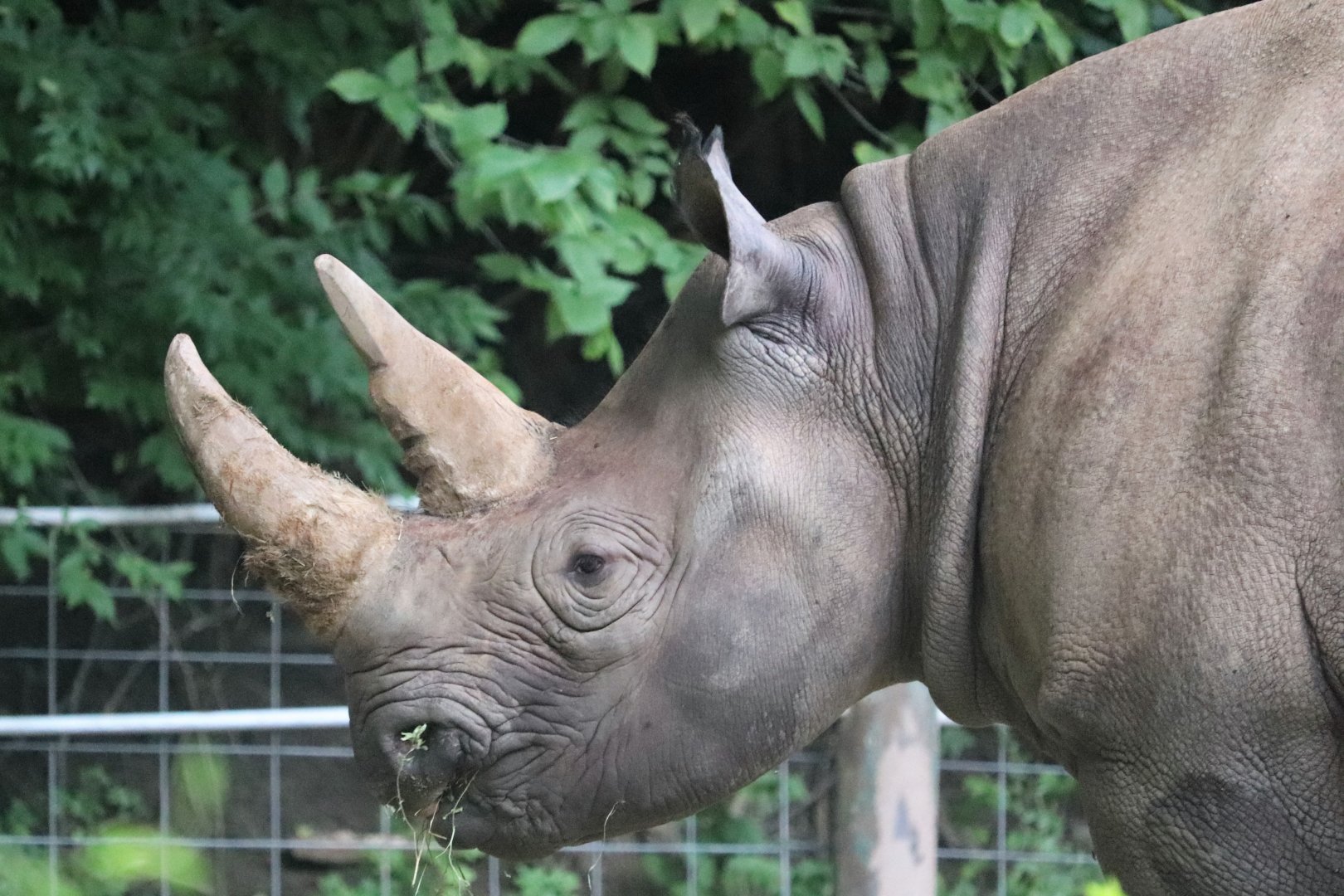 African Savanna - Black Rhinoceros