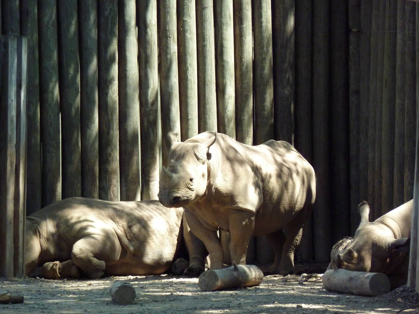 African Savanna - Black Rhinos