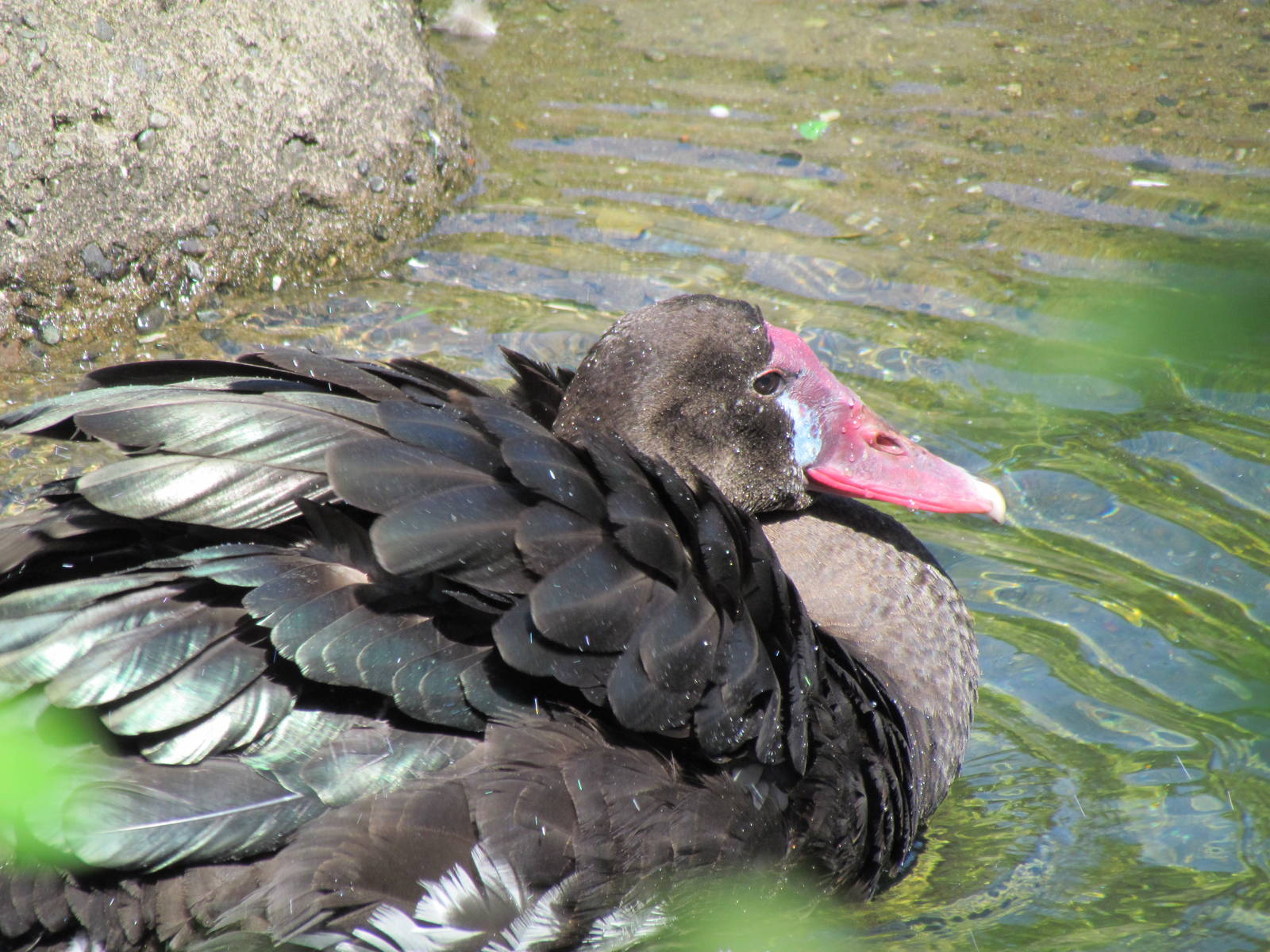 African Savanna - Black Spur-winged Goose