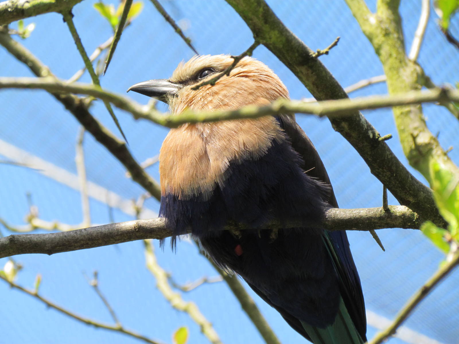 African Savanna - Blue-bellied Roller