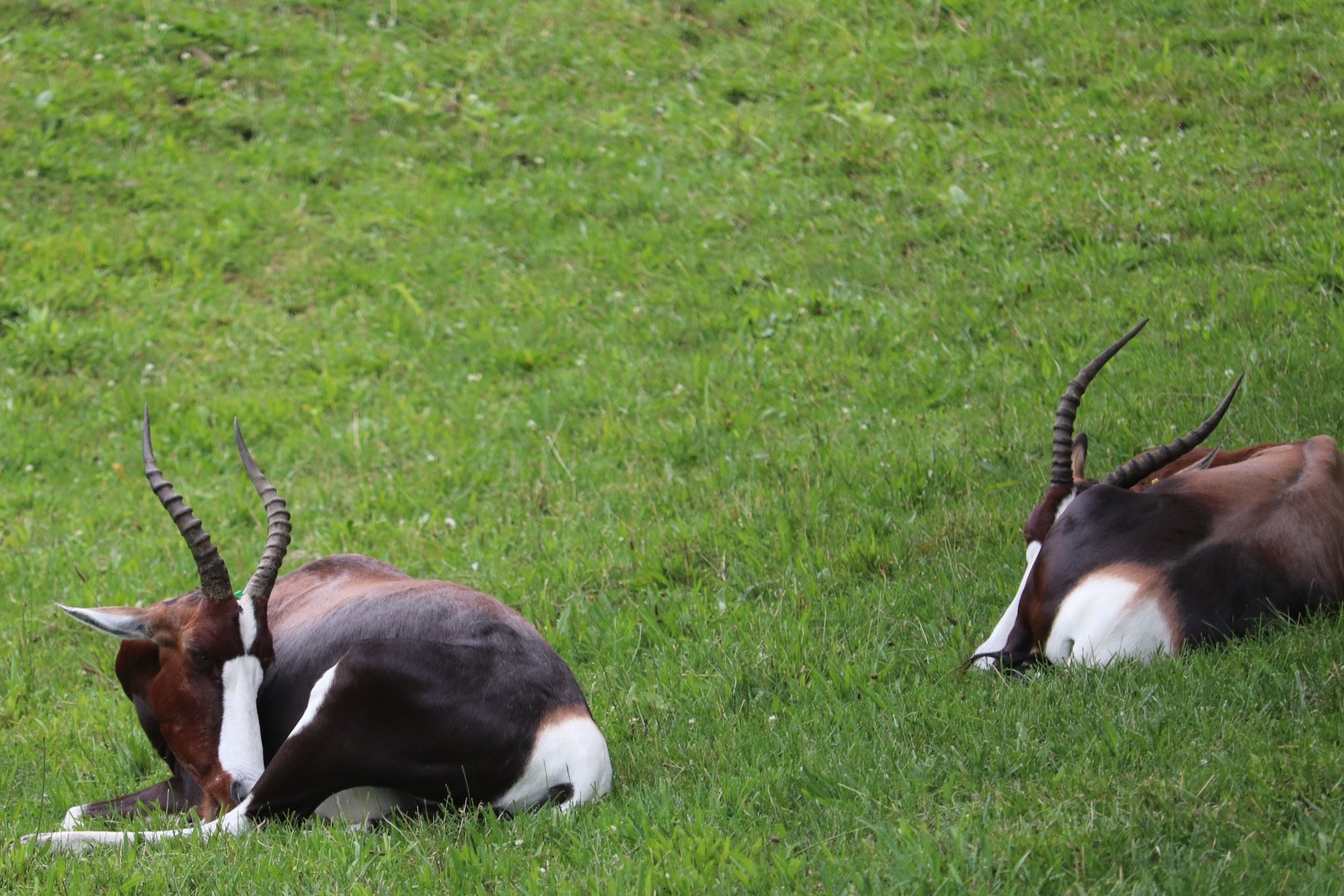 African Savanna - Bontebok