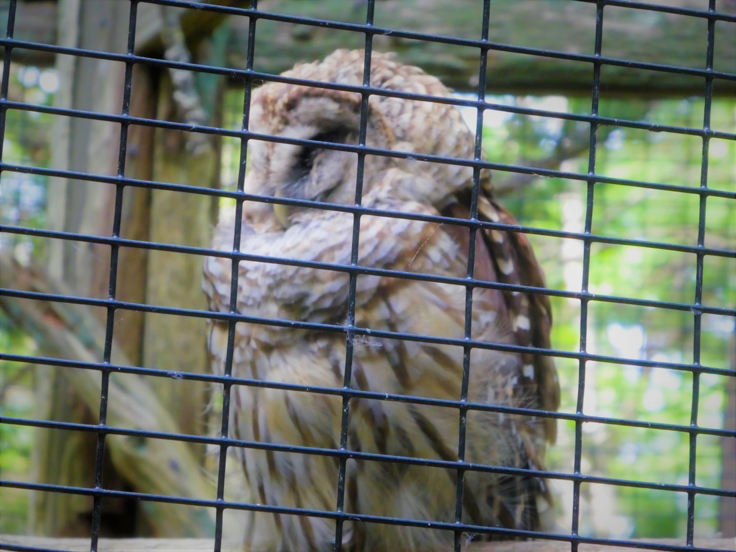 African Savanna Bridge - Barred Owl