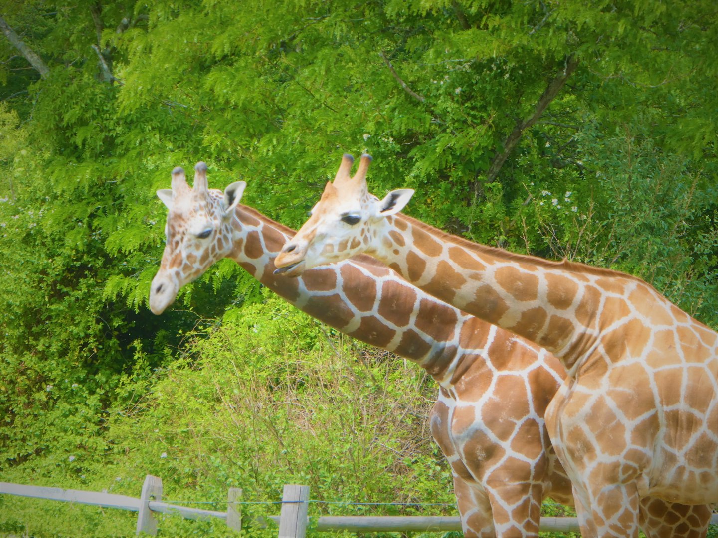 African Savanna Bridge - Hybrid Giraffes