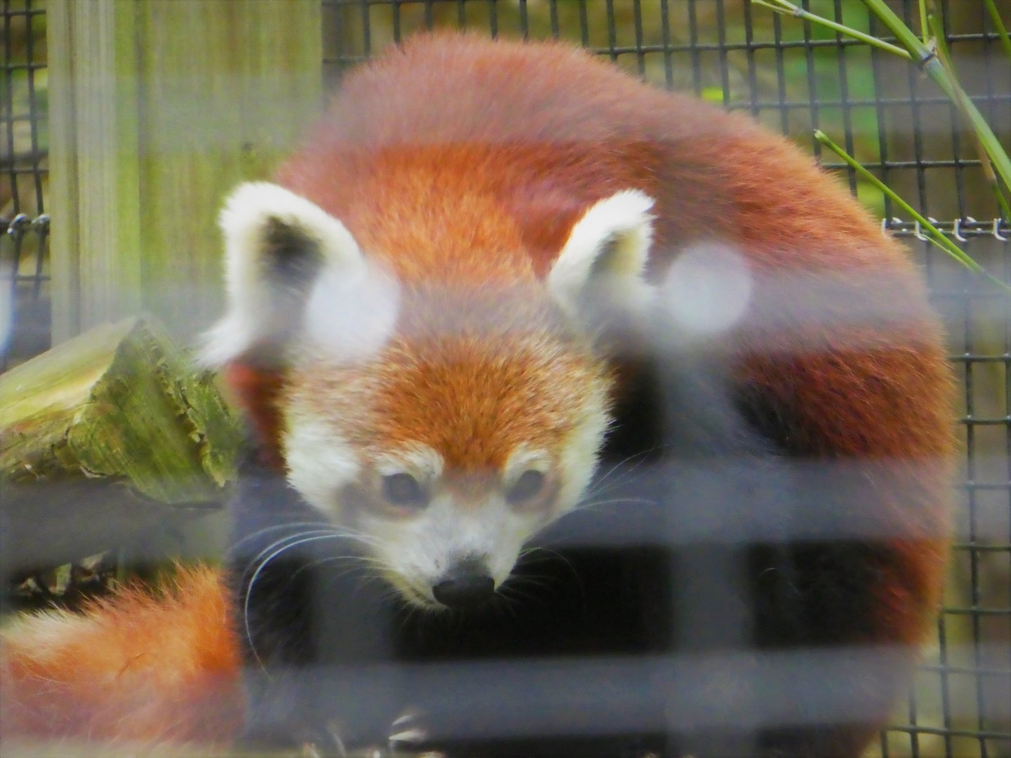 African Savanna Bridge - Red Panda