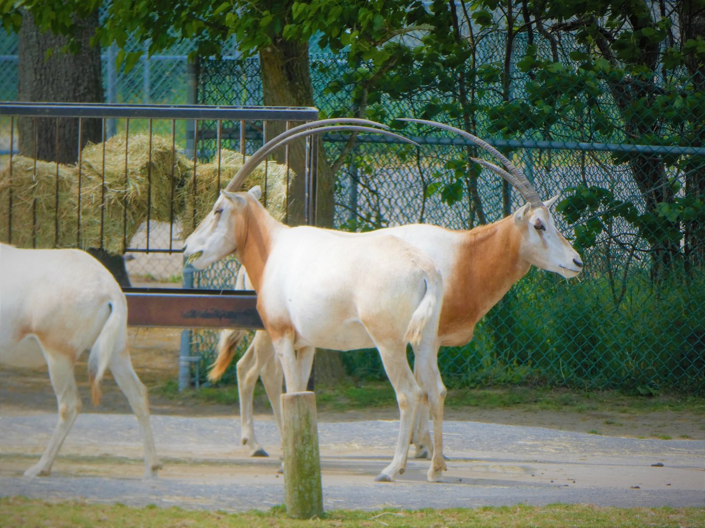 African Savanna Bridge - Scimitar Oryx