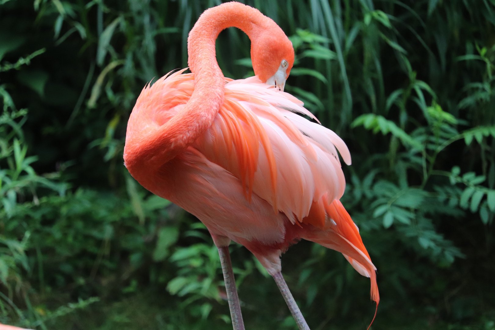 African Savanna -  Caribbean Flamingo