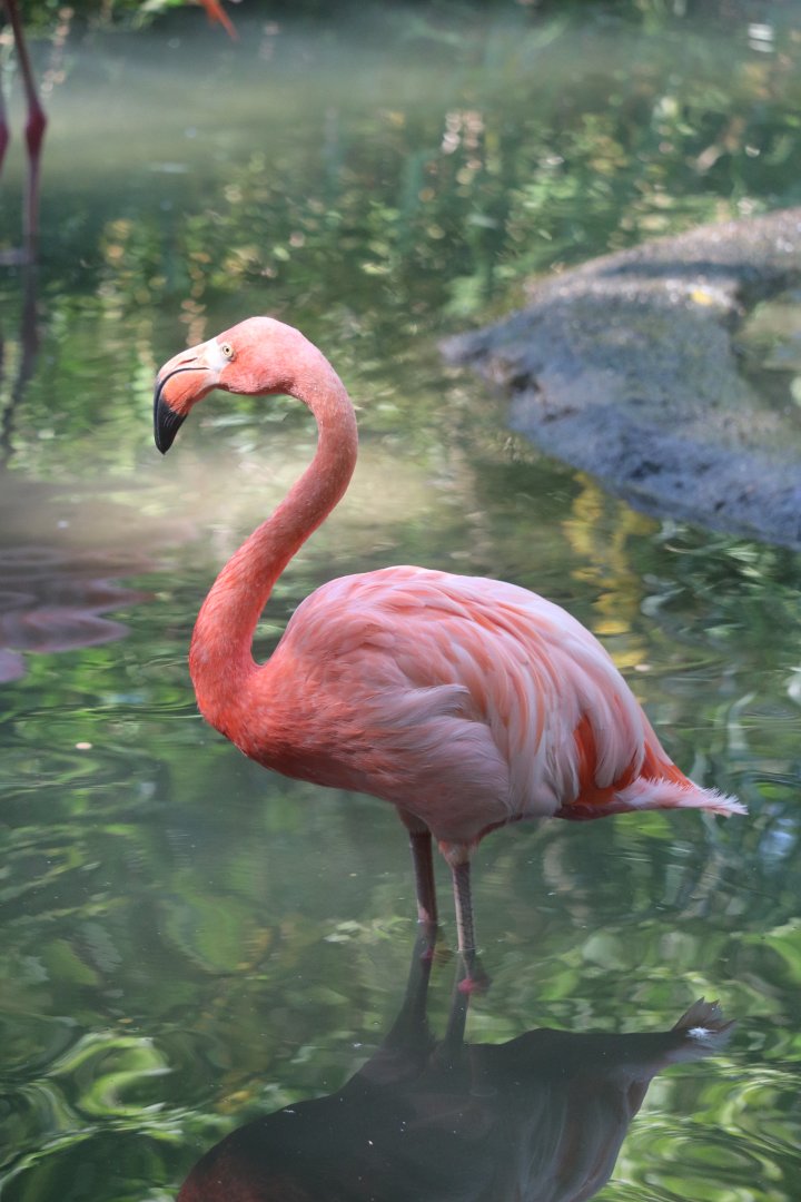 African Savanna - Caribbean Flamingo