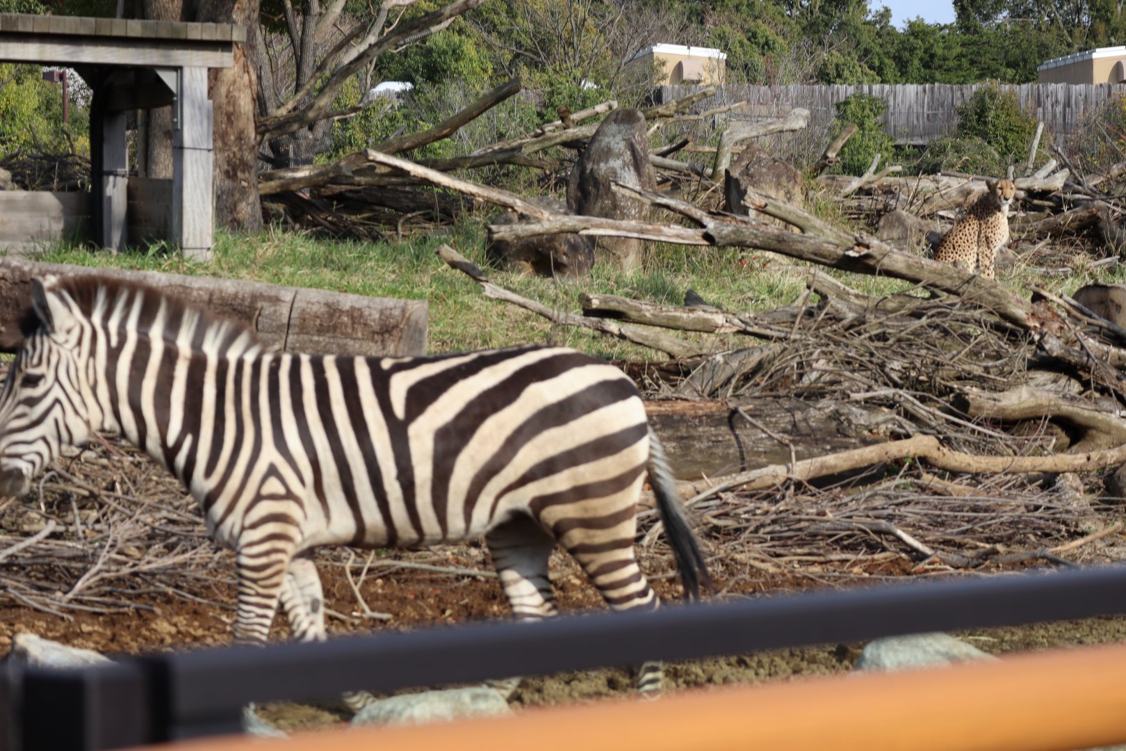 African Savanna - Cheetah & Grant's Zebra