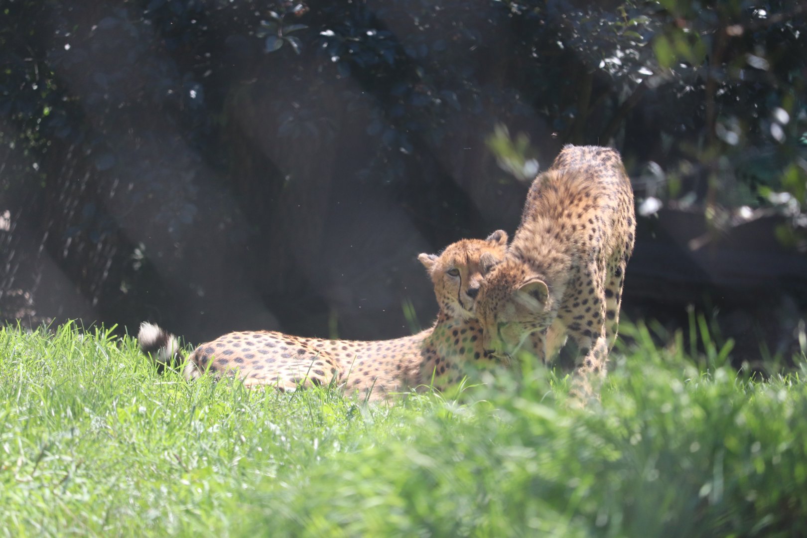 African Savanna - Cheetah