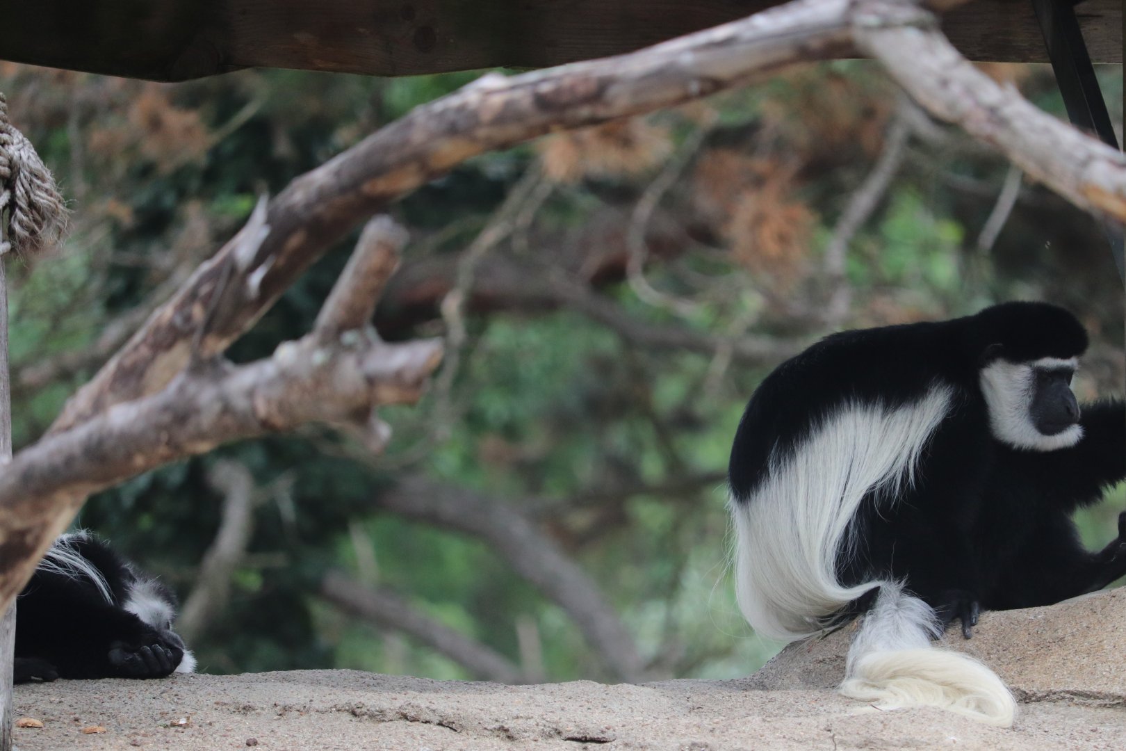 African Savanna - Colobus Monkey