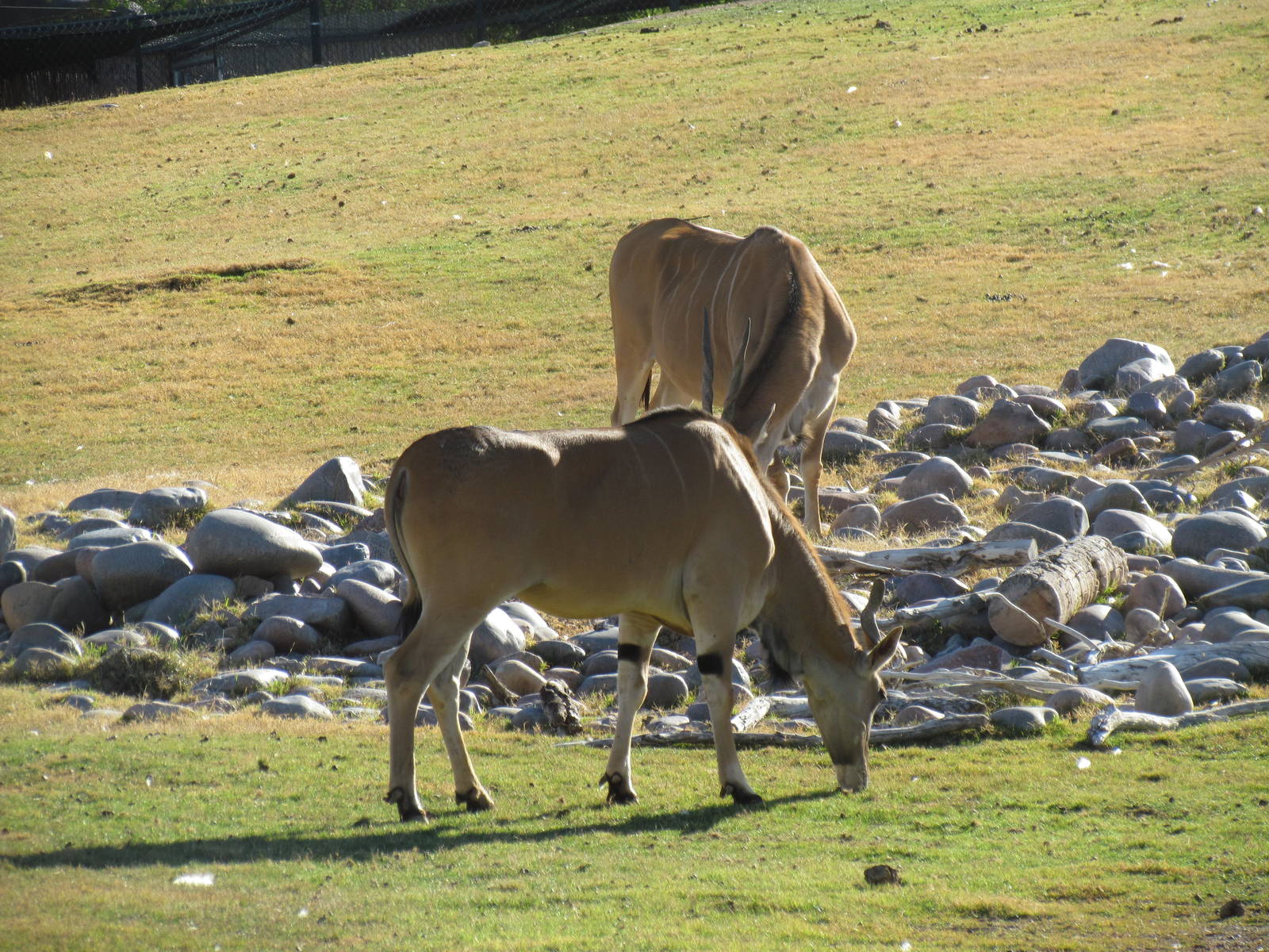 African Savanna - Common Eland