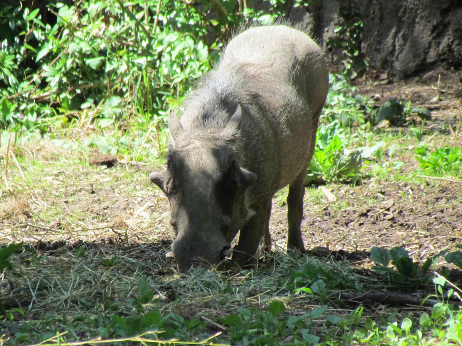 African Savanna - Common Warthog