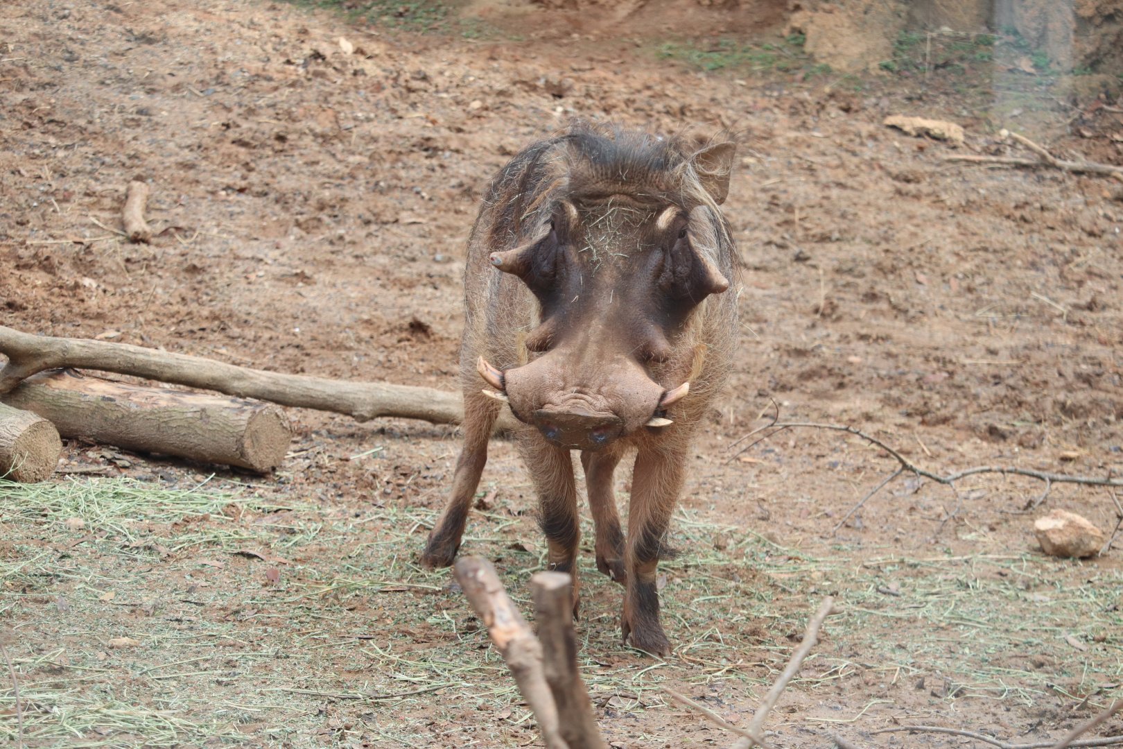 African Savanna - Common Warthog