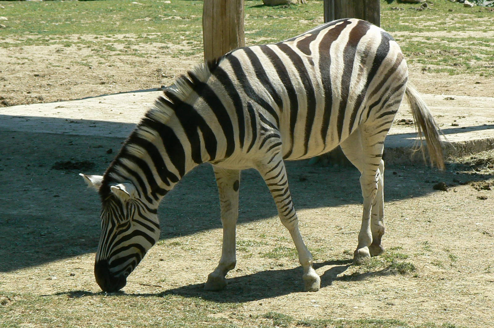 African savanna - common zebra