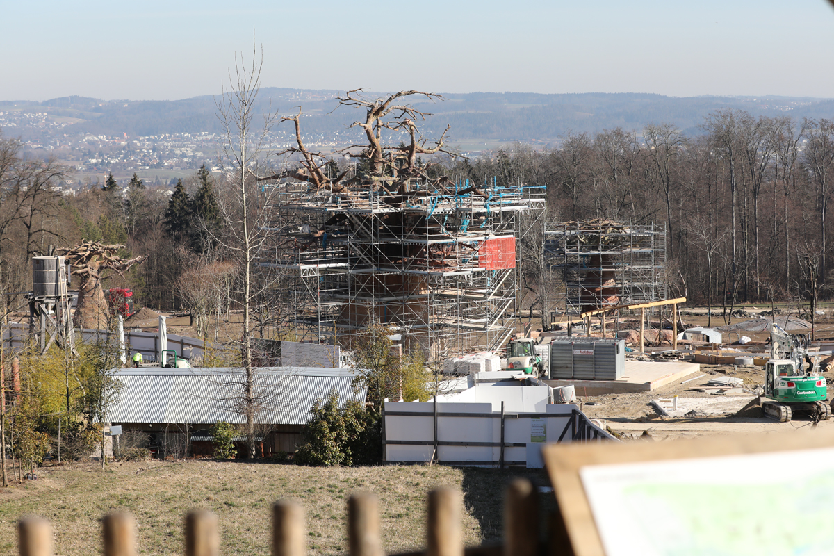 African savanna construction (2020)