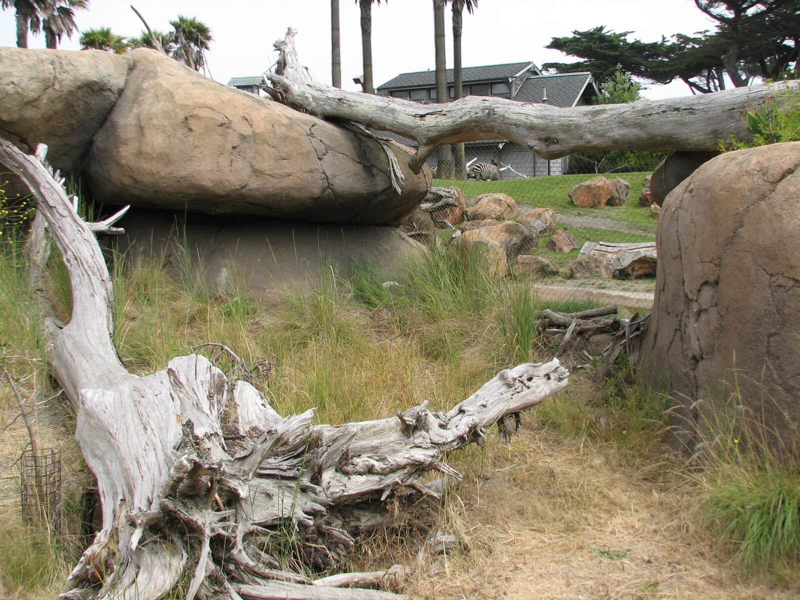 African Savanna - Creep