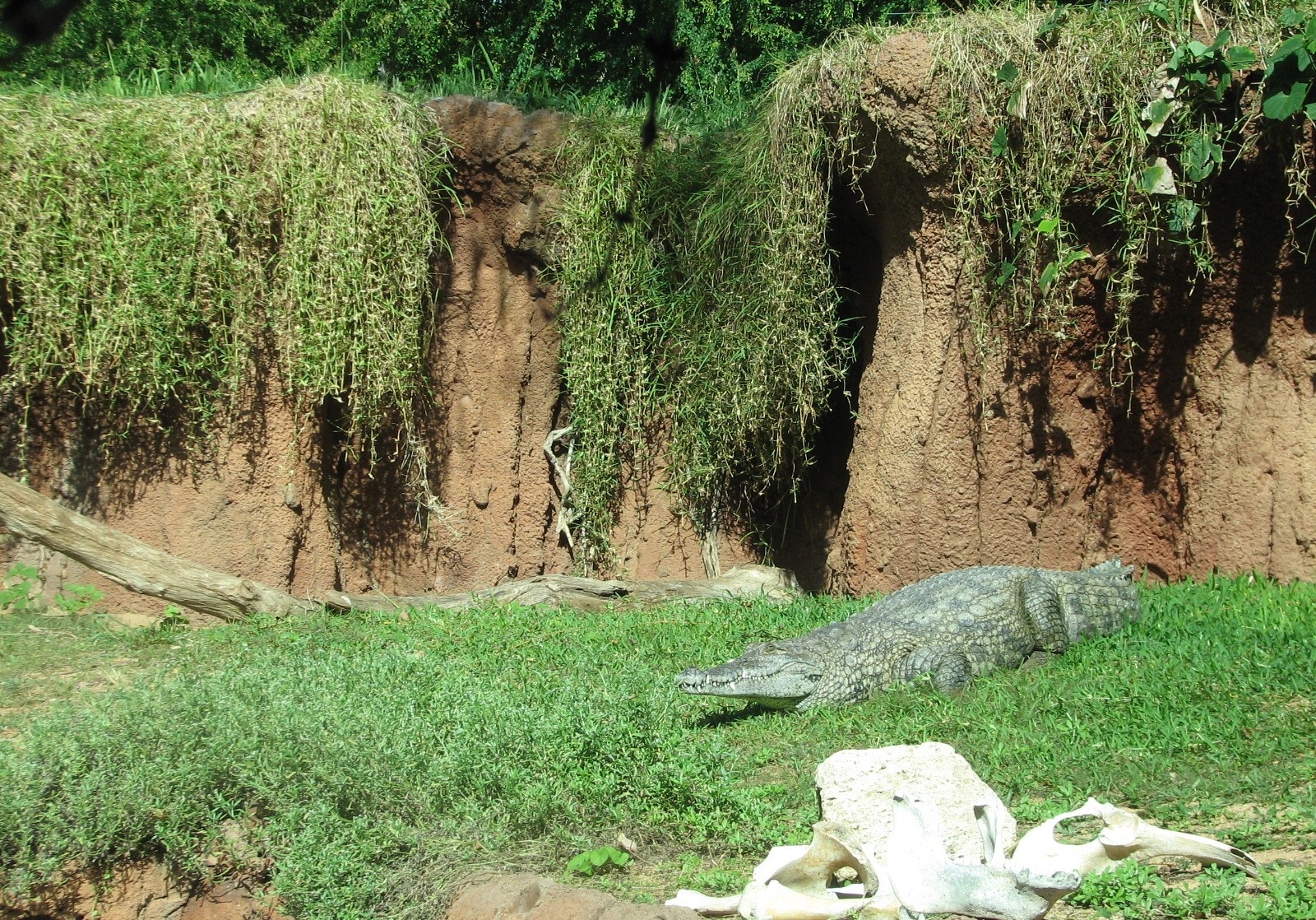 African Savanna Crocodile Exhibit